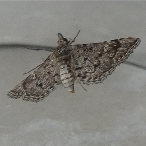 Unidentified Pyralid or Snout Moth (Pyralidae & Crambidae) at Borough, NSW by Paul4K