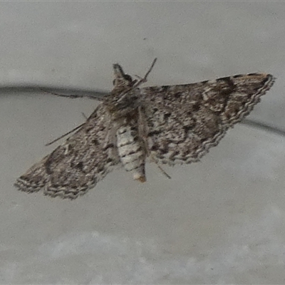 Unidentified Pyralid or Snout Moth (Pyralidae & Crambidae) at Borough, NSW - 20 Jan 2025 by Paul4K