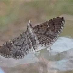 Metasia capnochroa at Borough, NSW - suppressed