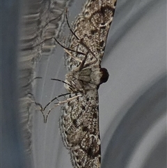 Metasia capnochroa at Borough, NSW - suppressed