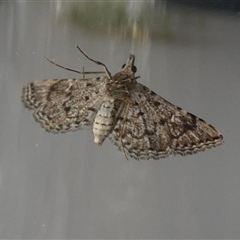 Metasia capnochroa at Borough, NSW - suppressed