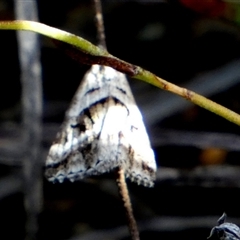 Dichromodes stilbiata (White-barred Heath Moth) at Borough, NSW - 21 Jan 2025 by Paul4K