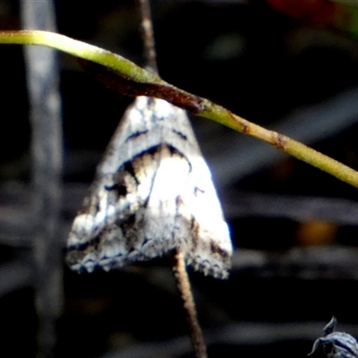 Dichromodes stilbiata (White-barred Heath Moth) at Borough, NSW - 21 Jan 2025 by Paul4K