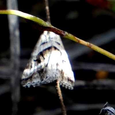 Dichromodes (genus) at Borough, NSW - 20 Jan 2025 by Paul4K