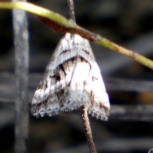 Dichromodes stilbiata at Borough, NSW - suppressed