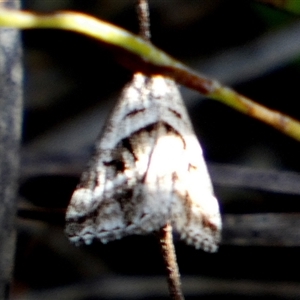 Dichromodes stilbiata at Borough, NSW - suppressed