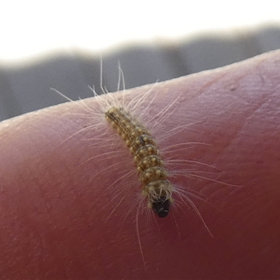 Uraba lugens (Gumleaf Skeletonizer) at Borough, NSW - 20 Jan 2025 by Paul4K