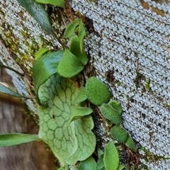 Unidentified Climber or Mistletoe at Copmanhurst, NSW - 23 Oct 2024 by MazzV