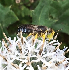 Bembix sp. (genus) (Unidentified Bembix sand wasp) at Lower Borough, NSW - 19 Jan 2025 by mcleana