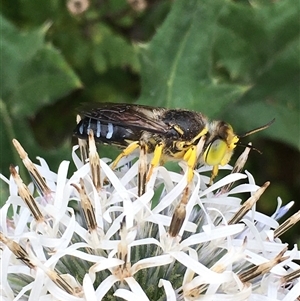 Bembix sp. (genus) at Lower Borough, NSW - 19 Jan 2025 11:53 AM