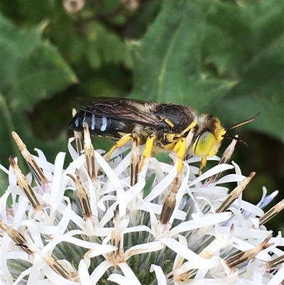 Bembix sp. (genus) (Unidentified Bembix sand wasp) at Lower Borough, NSW - 19 Jan 2025 by mcleana