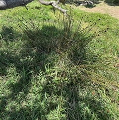 Ficinia nodosa (Knobby Club-rush) at Byron Bay, NSW - 21 Jan 2025 by lbradley