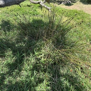 Ficinia nodosa at Byron Bay, NSW by lbradley