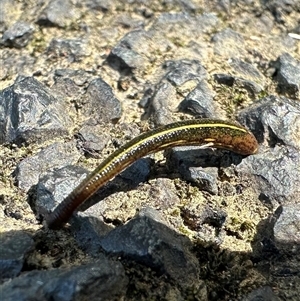 Hirudinea sp. (Class) (Unidentified Leech) at Boambee, NSW by lbradley