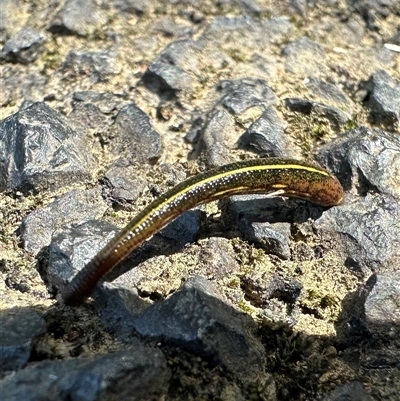 Hirudinea sp. (Class) (Unidentified Leech) at Boambee, NSW - 22 Jan 2025 by lbradley