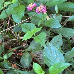 Lantana camara at Boambee, NSW - 21 Jan 2025 by lbradley