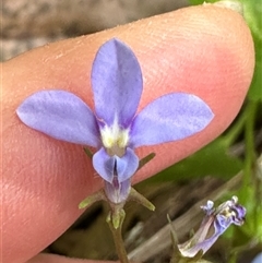 Lobelia sp. at Boambee, NSW - 21 Jan 2025 by lbradley