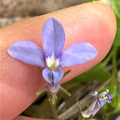 Lobelia sp. at Boambee, NSW - 21 Jan 2025 by lbradley