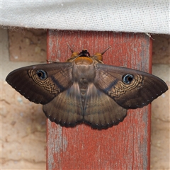 Dasypodia selenophora (Southern old lady moth) at Harrison, ACT - 21 Jan 2025 by DPRees125