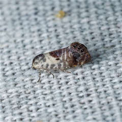 Eupselia carpocapsella (Common Eupselia Moth) at Harrison, ACT - 21 Jan 2025 by DPRees125