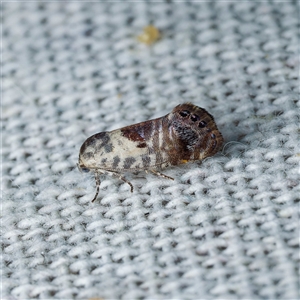 Eupselia carpocapsella at Harrison, ACT - 21 Jan 2025