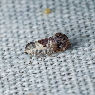 Eupselia carpocapsella (Common Eupselia Moth) at Harrison, ACT - 21 Jan 2025 by DPRees125