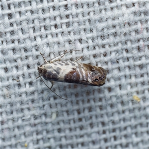 Eupselia carpocapsella at Harrison, ACT - 21 Jan 2025