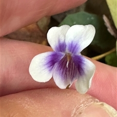 Viola banksii (Native Violet) at Boambee, NSW - 21 Jan 2025 by lbradley