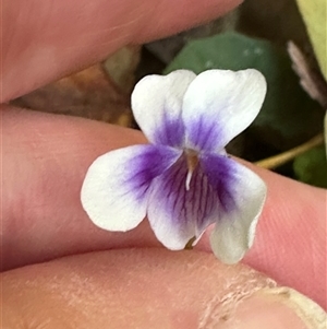 Viola banksii (Native Violet) at Boambee, NSW by lbradley