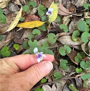 Viola banksii at Boambee, NSW - 22 Jan 2025 10:25 AM