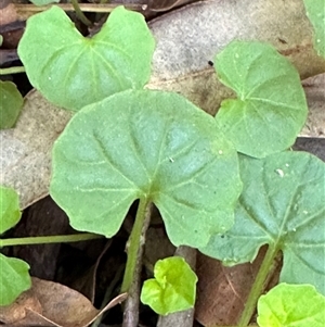 Viola banksii at Boambee, NSW - 22 Jan 2025 10:25 AM