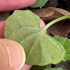 Viola banksii at Boambee, NSW - 22 Jan 2025 10:25 AM