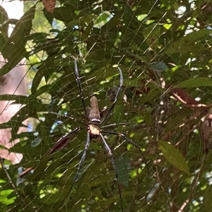 Nephila pilipes at Boambee, NSW by lbradley