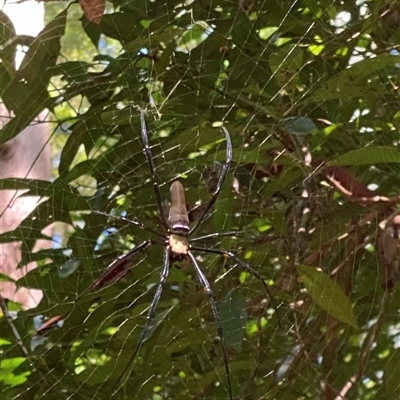 Nephila pilipes at Boambee, NSW - 21 Jan 2025 by lbradley