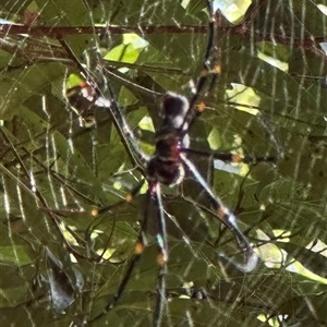 Nephila pilipes at Boambee, NSW - 22 Jan 2025 10:27 AM