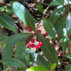 Ardisia crenata at Boambee, NSW - 21 Jan 2025 by lbradley