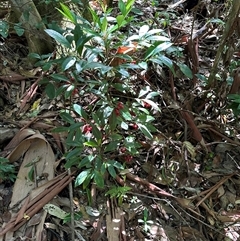 Ardisia crenata at Boambee, NSW - 22 Jan 2025 10:29 AM