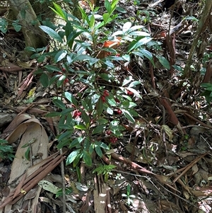 Ardisia crenata at Boambee, NSW - 22 Jan 2025 10:29 AM