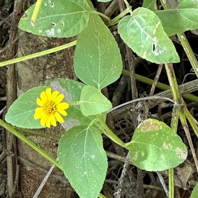 Wollastonia uniflora (Beach Sunflower) at Byron Bay, NSW - 21 Jan 2025 by lbradley