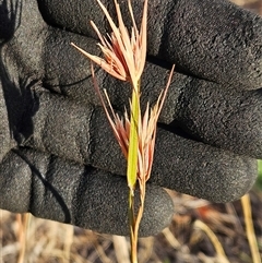 Themeda triandra (Kangaroo Grass) at Weetangera, ACT - 21 Jan 2025 by sangio7