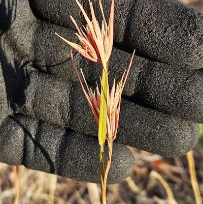 Themeda triandra (Kangaroo Grass) at Weetangera, ACT - 21 Jan 2025 by sangio7