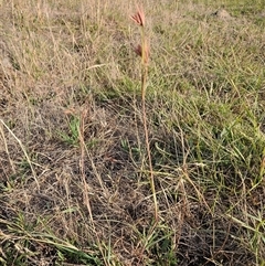 Themeda triandra at Weetangera, ACT - 21 Jan 2025 07:22 AM