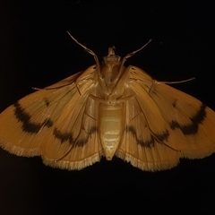 Dichocrocis clytusalis (Kurrajong Leaf-tier, Kurrajong Bag Moth) at Ainslie, ACT - 21 Jan 2025 by jb2602