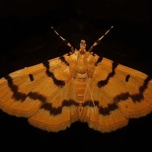 Dichocrocis clytusalis at Ainslie, ACT - 21 Jan 2025