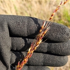 Sorghum leiocladum (Wild Sorghum) at Weetangera, ACT - 21 Jan 2025 by sangio7