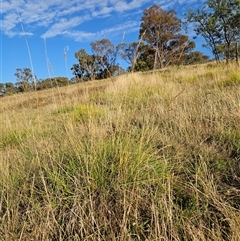 Sorghum leiocladum at Weetangera, ACT - 21 Jan 2025 07:27 AM