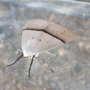 Gastrophora henricaria (Fallen-bark Looper, Beautiful Leaf Moth) at Yass River, NSW by SenexRugosus