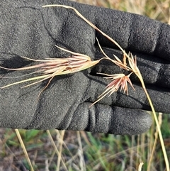 Themeda triandra (Kangaroo Grass) at Weetangera, ACT - 21 Jan 2025 by sangio7