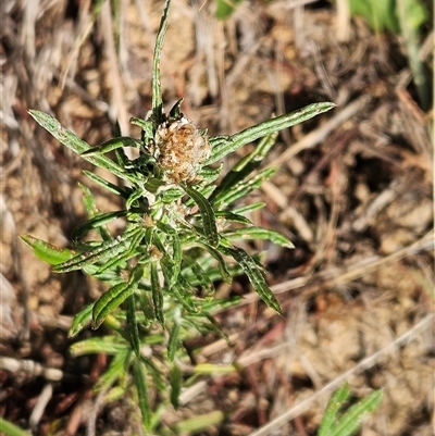 Euchiton sphaericus (star cudweed) at Weetangera, ACT - 20 Jan 2025 by sangio7