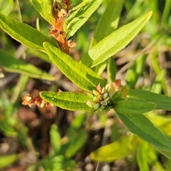 Persicaria prostrata (Creeping Knotweed) at Weetangera, ACT - 21 Jan 2025 by sangio7